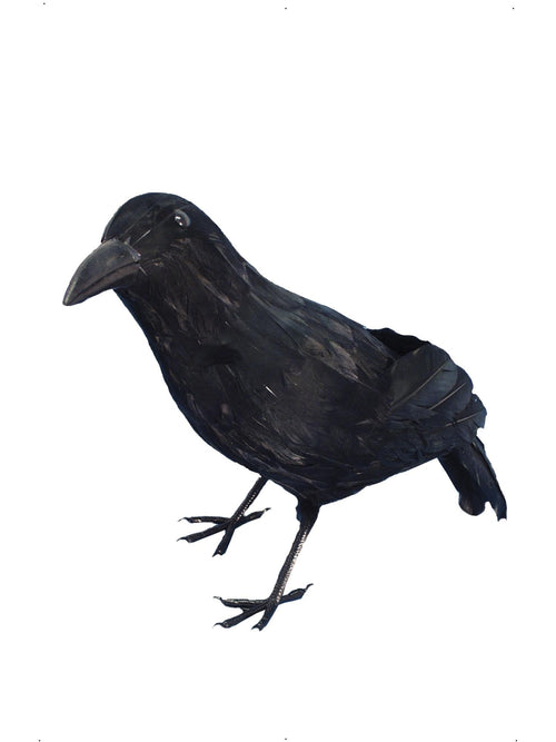 Crow, Black