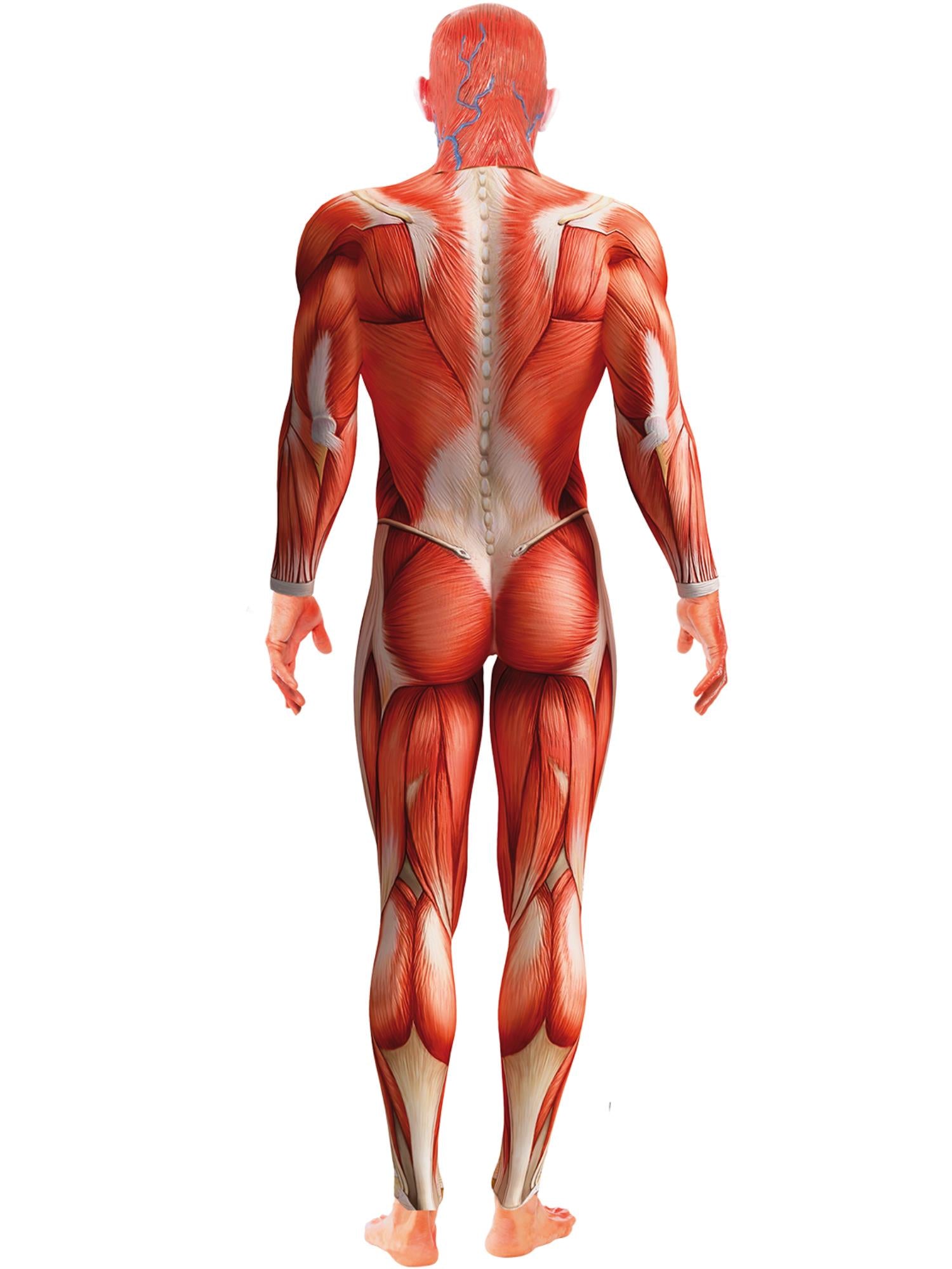 Anatomie-Mann-Kostüm, rot