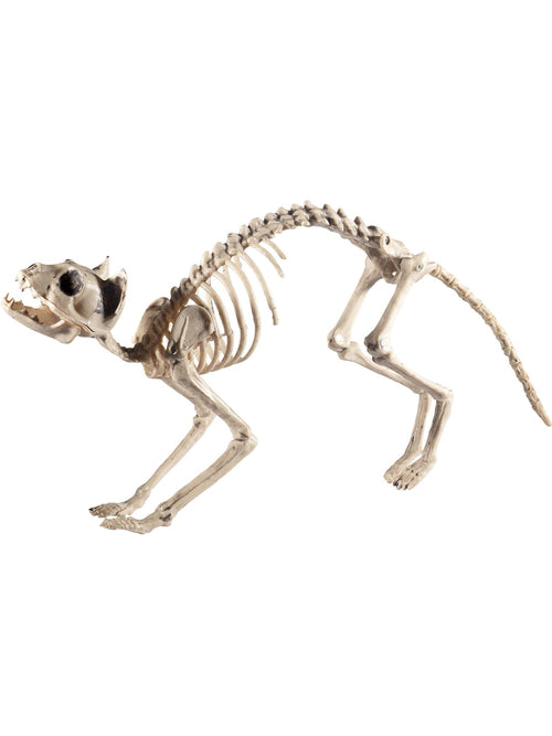 Cat Skeleton Prop, Natural