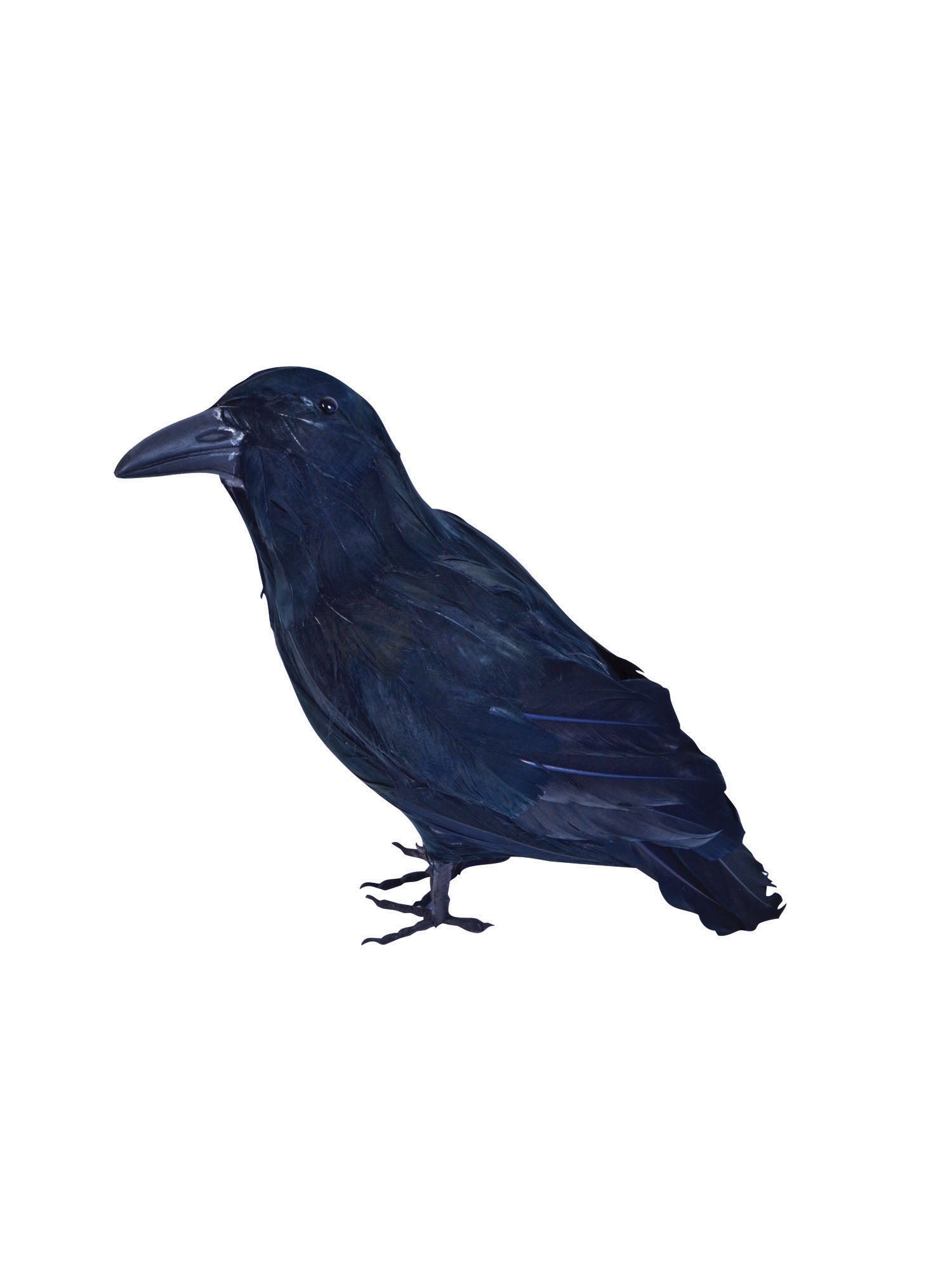 Feathered Raven